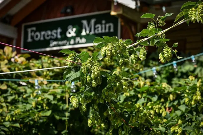 Forest & Main Brewing Company image