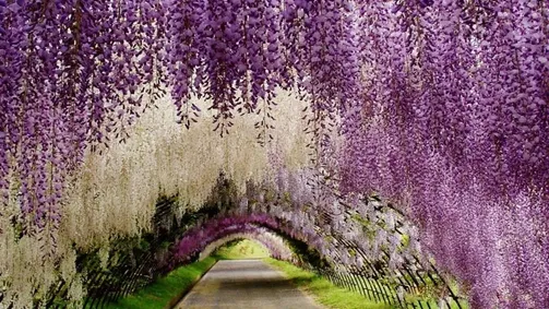 Nakato Wisteria image