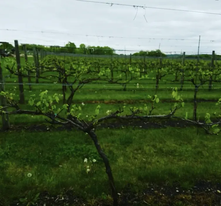 Grandview Valley Winery 42703 Grandview Ave in Belview, MN Toast