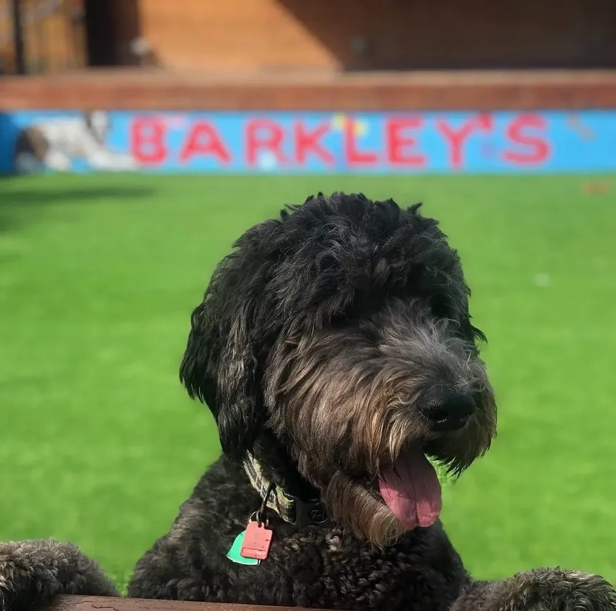 Barkley's image